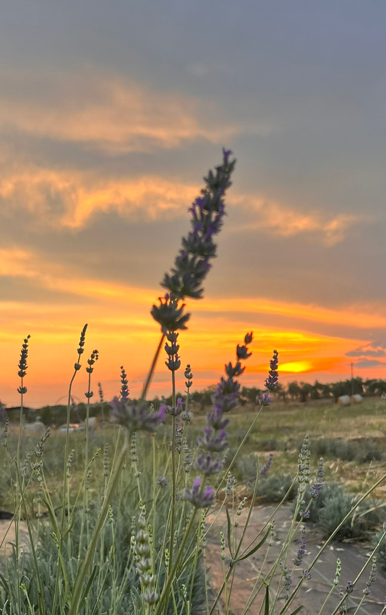 Campo di lavanda al tramonto