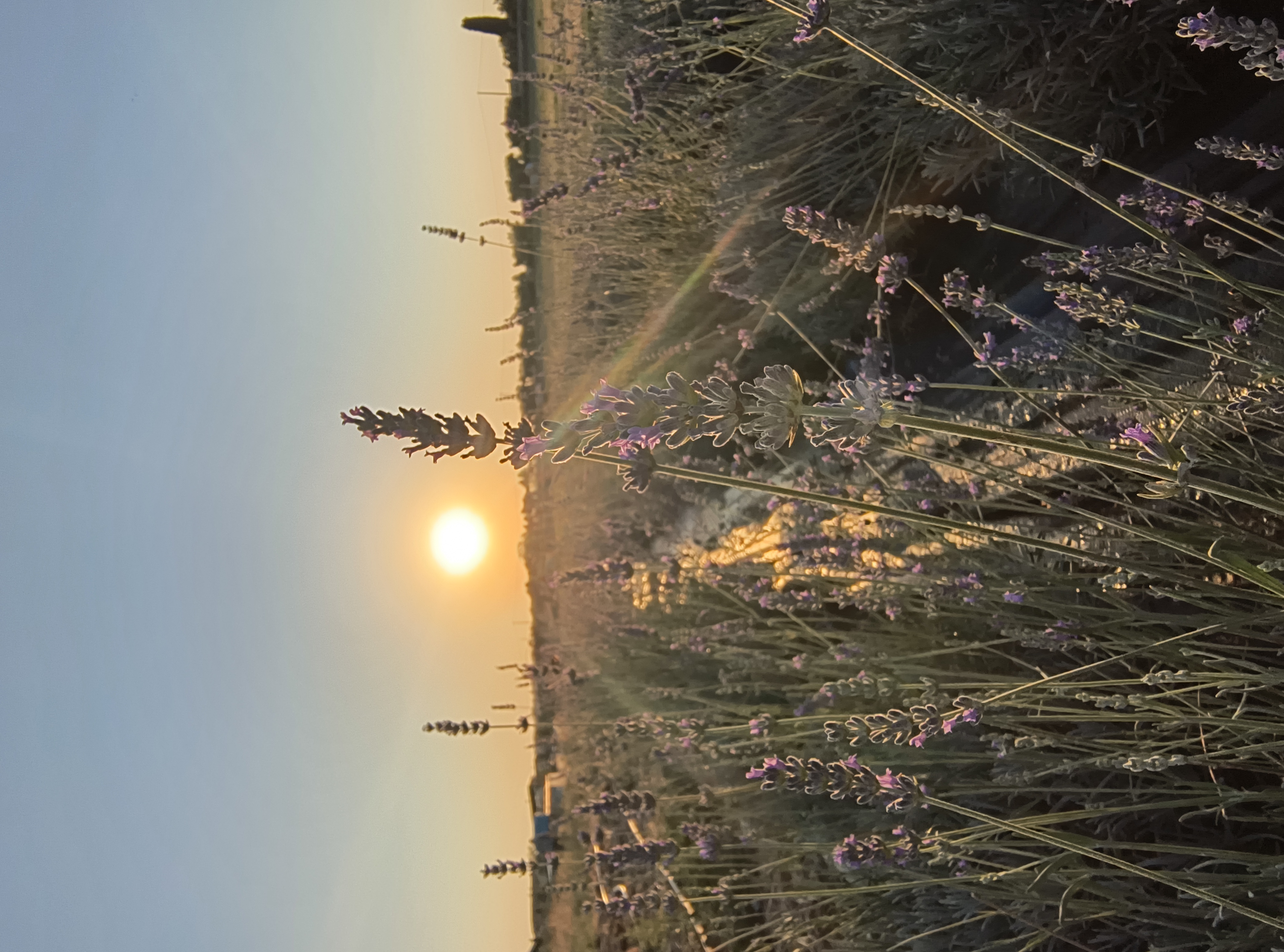 Campo di lavanda al tramonto