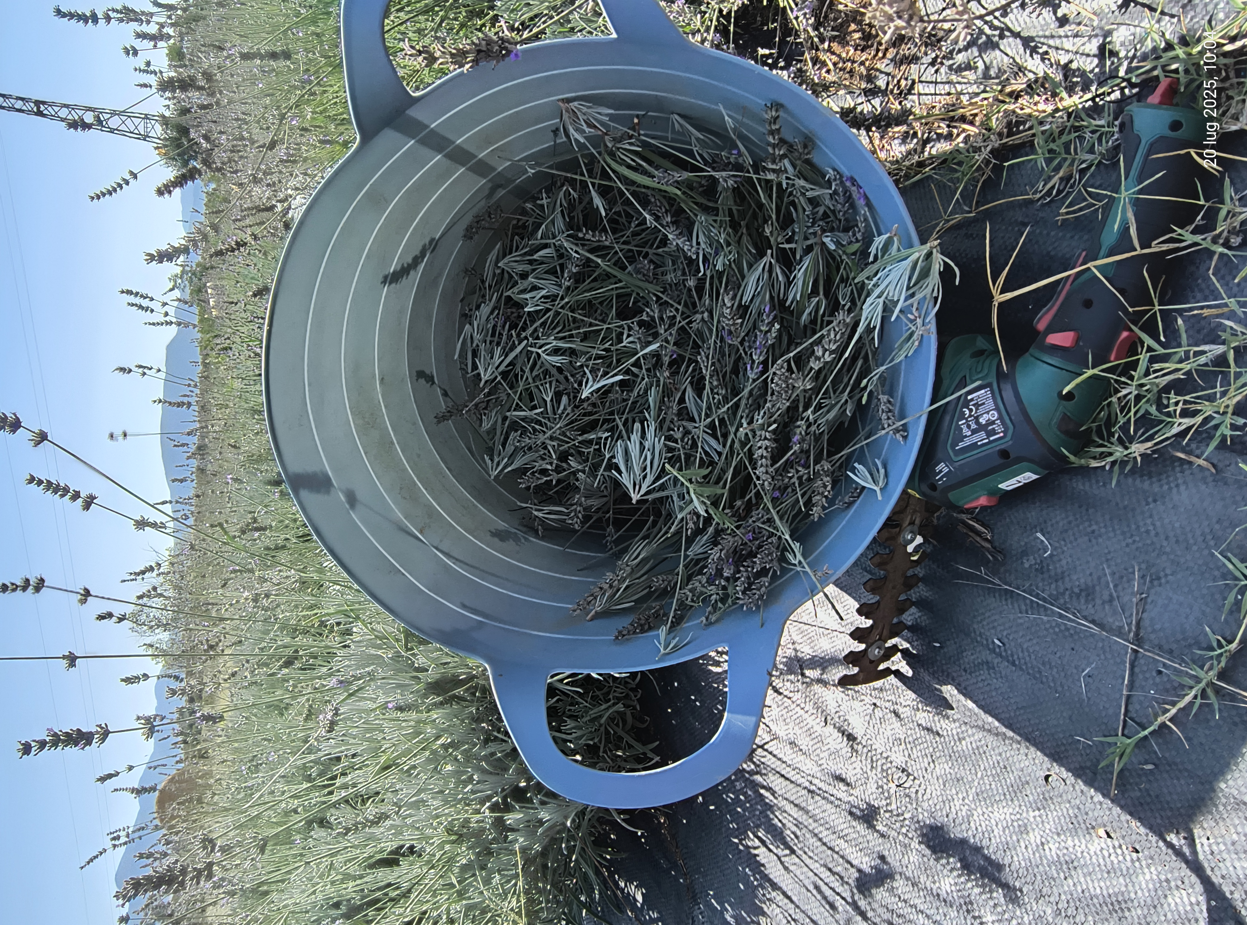 Raccolta di lavanda fresca